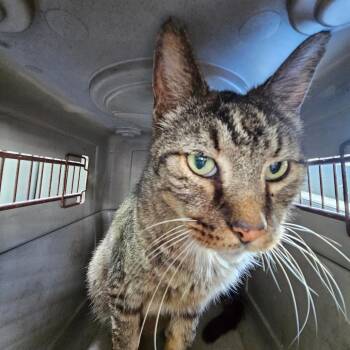 Patches -  Domestic Short Hair Cat for Adoption in Lake Jackson, Texas - Patches | PetCurious