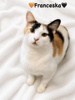 Franceska -  Calico Cat for Adoption in Copley, Ohio - Franceska | PetCurious