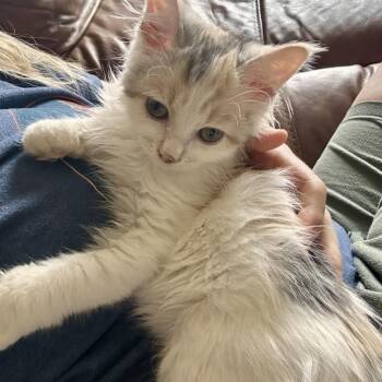 Gamora -  Domestic Medium Hair Cat for Adoption in Brownsboro, Alabama - Gamora | PetCurious