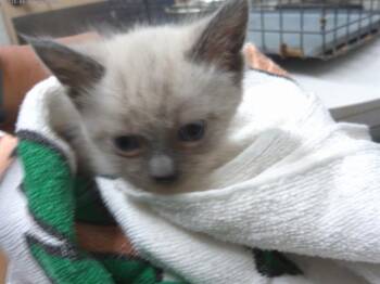 Siamese Cats Available for Adoption in Chula Vista, California - MILO | PetCurious