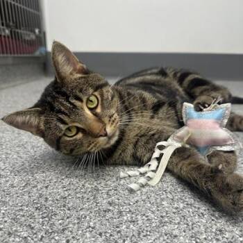 Rescue Domestic Short Hair and Tabby Cats for Adoption in Orland Hills, Illinois - Anvil | PetCurious