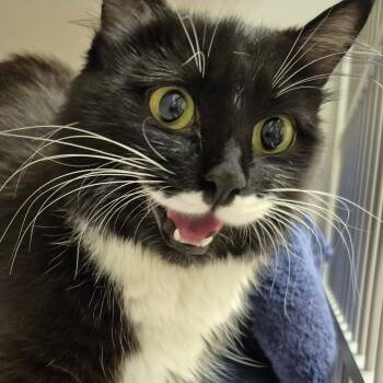 Willow -  Domestic Medium Hair Cat for Adoption in Drumheller, Alberta - Willow | PetCurious