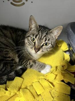 Domestic Short Hair Cats Available for Adoption in Dayton, Minnesota - Bella | PetCurious