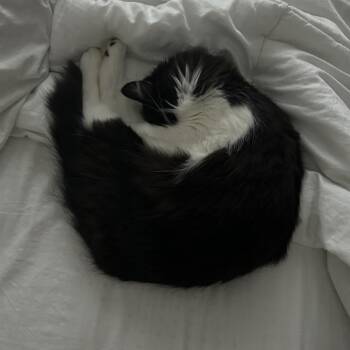 Luna -  Domestic Medium Hair Cat for Adoption in Salt Lake City, Utah - Luna | PetCurious