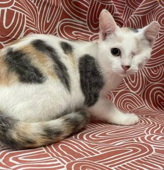 Madison -  Domestic Short Hair Cat for Adoption in Omaha, Nebraska - Madison | PetCurious