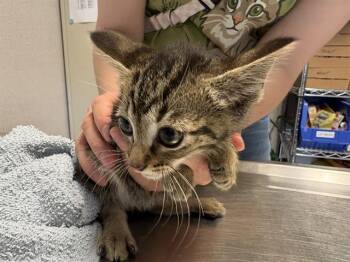 AARON -  Domestic Short Hair Cat for Adoption in Kent, Washington - AARON | PetCurious