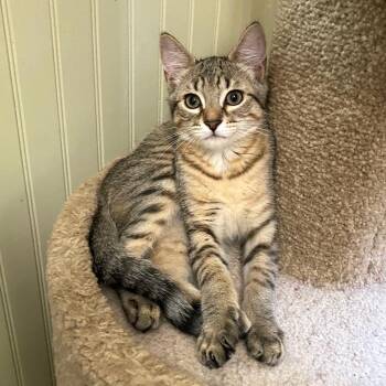 Linden -  Tabby Cat for Adoption in Jasper, Georgia - Linden | PetCurious