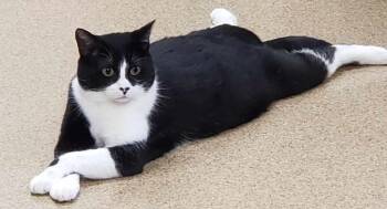 Rescue Tuxedo Cats for Adoption in Belton, Missouri - Bucky | PetCurious