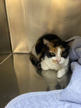 Rescue Domestic Short Hair Cats for Adoption in Clarksville, Tennessee - Juniper | PetCurious