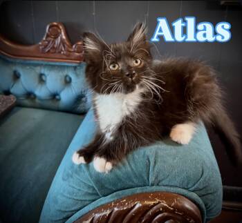 Domestic Long Hair Cats Available for Adoption in Avoca, Pennsylvania - Atlas | PetCurious