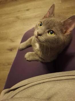 *Moe* -  Domestic Short Hair Cat for Adoption in Salt Lake City, Utah - *Moe* | PetCurious