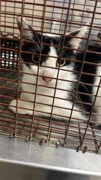 Domestic Short Hair Cats Available for Adoption in Houston, Texas - A654836 | PetCurious