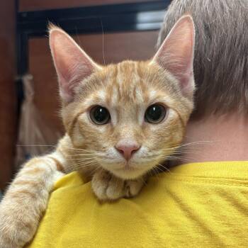 Fox -  Domestic Short Hair Cat for Adoption in Sonora, California - Fox | PetCurious