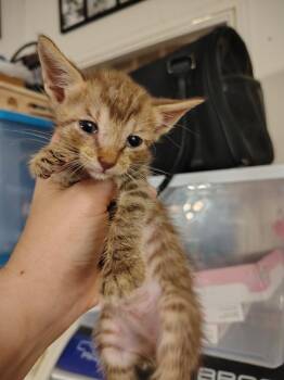 Cinder -  Havana and Bengal Cat for Adoption in New Braunfels, Texas - Cinder | PetCurious