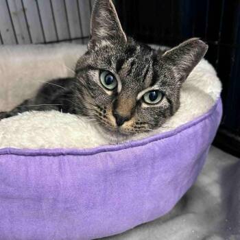Tabby Cats Available for Adoption in Huntington, New York - Nell (petite) | PetCurious