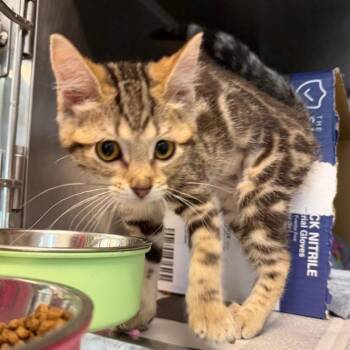 Nectarine -  Domestic Short Hair Cat for Adoption in Chicago, Illinois - Nectarine | PetCurious