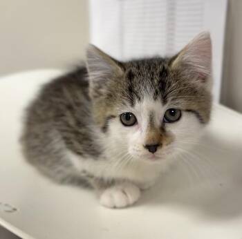 Oregano -  Domestic Short Hair Cat Available for Adoption in Bemidji, Minnesota - Oregano | PetCurious