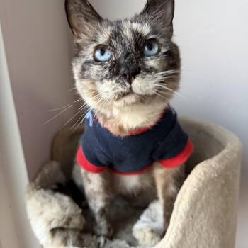 Marzapan -  Siamese Cat for Adoption in Oceanside, California - Marzapan | PetCurious