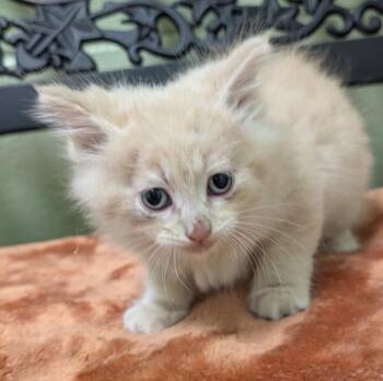 Cadillac -  Domestic Medium Hair Cat for Adoption in Defiance, Ohio - Cadillac | PetCurious