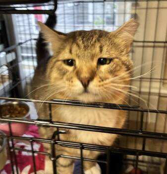 George -  Domestic Short Hair Cat for Adoption in Statesboro, Georgia - George | PetCurious