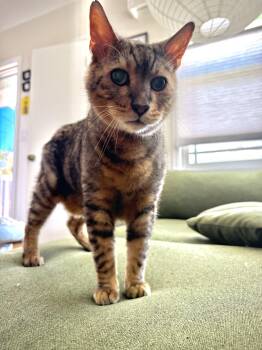 Rescue Domestic Short Hair and Bengal Cats for Adoption in Los Angeles, California - Vision | PetCurious
