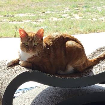 Domestic Short Hair and Mixed Breed Cats Available for Adoption in Leander, Texas - Michi | PetCurious