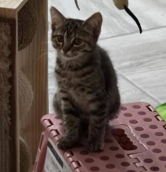 Pixie (Persephone) -  Domestic Medium Hair Cat for Adoption in Davis, California - Pixie (Persephone) | PetCurious