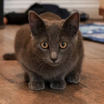 Rescue Domestic Short Hair Cats for Adoption in Los Angeles, California - Gabriel | PetCurious