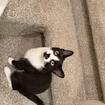 Paterson -  Tuxedo Cat Available for Adoption in Berkeley Heights, New Jersey - Paterson | PetCurious