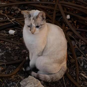 Domestic Short Hair Cats Available for Adoption in Titusville, Florida - DOLLY | PetCurious
