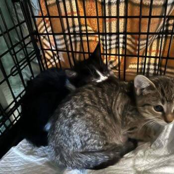 MARNIE -  Domestic Short Hair Cat for Adoption in Toronto, Ontario - MARNIE | PetCurious
