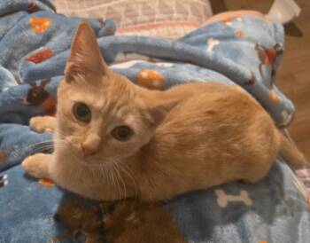 Marmalade -  Tabby Cat for Adoption in Orlando, Florida - Marmalade | PetCurious