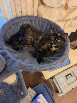 Blaze -  Domestic Short Hair and Tortoiseshell Cat for Adoption in Fort Worth, Texas - Blaze | PetCurious