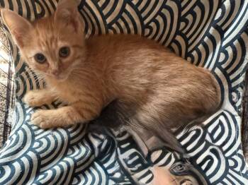 Rescue Domestic Short Hair Cats for Adoption in Mustang, Oklahoma - Sawyer | PetCurious
