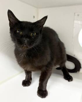 Merci -  Domestic Short Hair Cat for Adoption in Rochester, Indiana - Merci | PetCurious