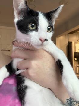 Fajita -  Domestic Short Hair Cat for Adoption in Syosset, New York - Fajita | PetCurious
