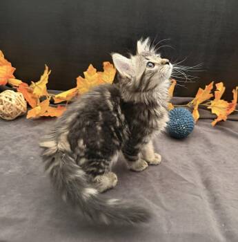Wilma -  Domestic Medium Hair and Tabby Cat for Adoption in Fayetteville, Georgia - Wilma | PetCurious