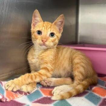 Sean -  Domestic Short Hair Cat for Adoption in Beaumont, Texas - Sean | PetCurious
