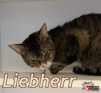 Domestic Short Hair Cats Available for Adoption in Douglasville, Georgia - Liebherr | PetCurious