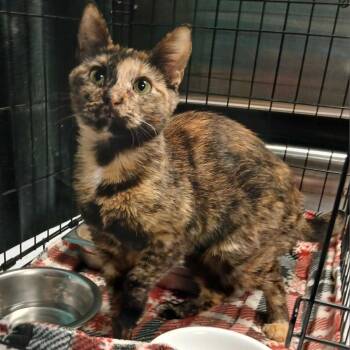 Emerald -  Domestic Short Hair Cat for Adoption in Davenport, Iowa - Emerald | PetCurious