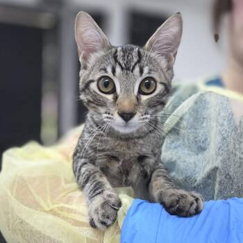 Rain Forest -  Domestic Short Hair Cat for Adoption in Incline Village, Nevada - Rain Forest | PetCurious