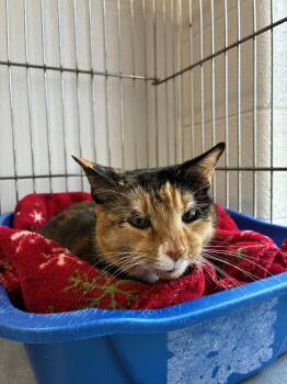 Maple -  Domestic Short Hair Cat for Adoption in King George, Virginia - Maple | PetCurious