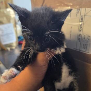 Cirrus -  Domestic Short Hair Cat for Adoption in Newark, New Jersey - Cirrus | PetCurious