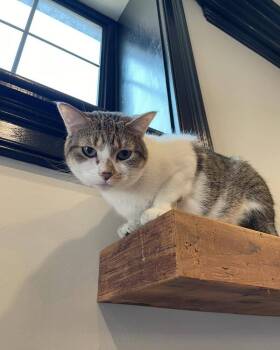 Rescue Domestic Short Hair Cats for Adoption in St. Peters, Missouri - Fiona | PetCurious