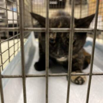 A612571 -  Domestic Short Hair Cat for Adoption in Modesto, California - A612571 | PetCurious