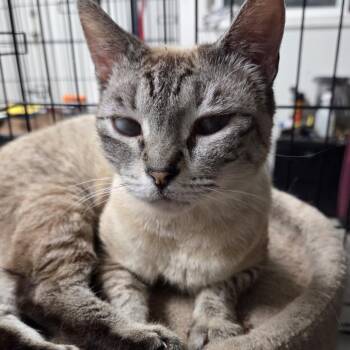 Siamese and Domestic Short Hair Cats Available for Adoption in Volcano, Hawaii - April  AFAH-Stray-13002 | PetCurious