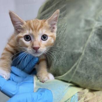 Heavensbee -  Domestic Medium Hair Cat for Adoption in Incline Village, Nevada - Heavensbee | PetCurious