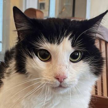 Domestic Medium Hair Cats Available for Adoption in Burlingame, California - Moosh | PetCurious