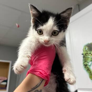 Febreeze -  Domestic Short Hair Cat for Adoption in Greenville, South Carolina - Febreeze | PetCurious