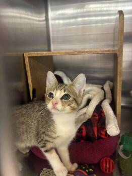 Latte -  Domestic Short Hair Cat for Adoption in Social Circle, Georgia - Latte | PetCurious